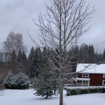 Rear of the property (II)